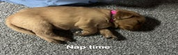 Golden Retriever dogs for sale: Golden Retriever Puppy - Stella - Ad 20