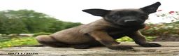 Belgian Malinois dogs for sale: Diesel - Ad 1