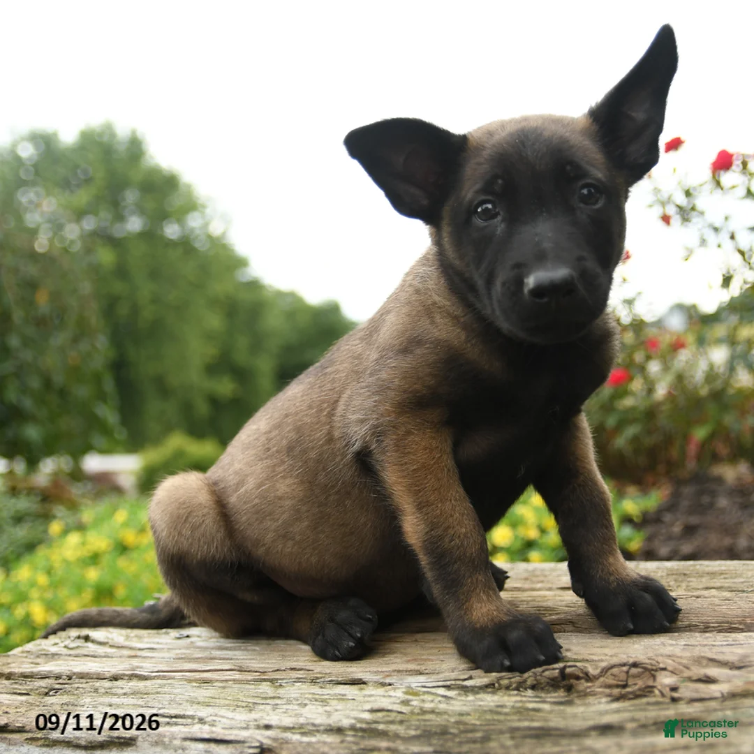 Belgian Malinois dogs for sale: Diesel - Ad 1