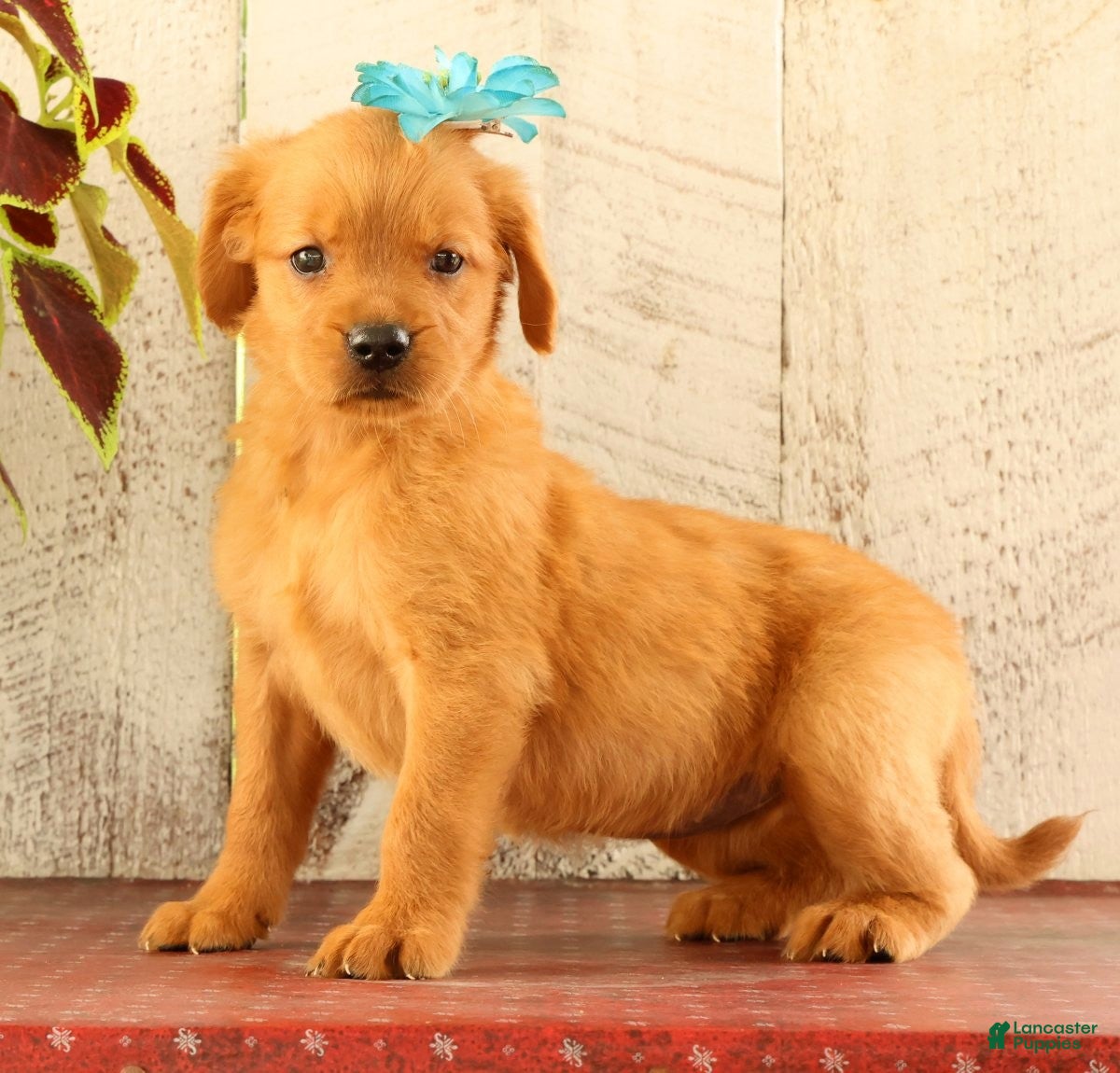 Golden Retriever dogs Nova - Ad 1