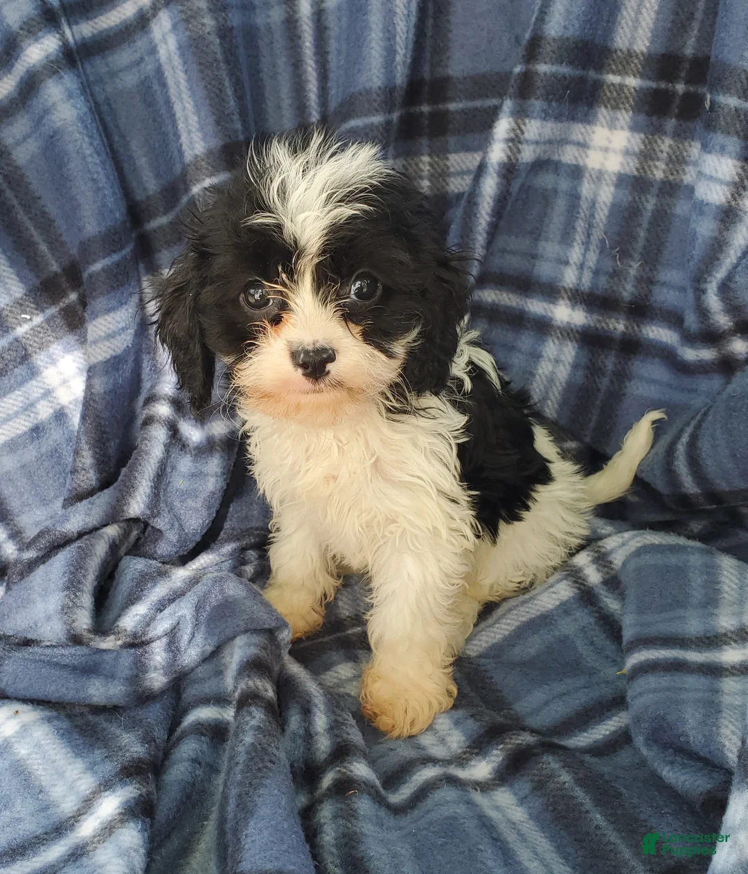 Cavapoo dogs for sale: Harry - Ad 1
