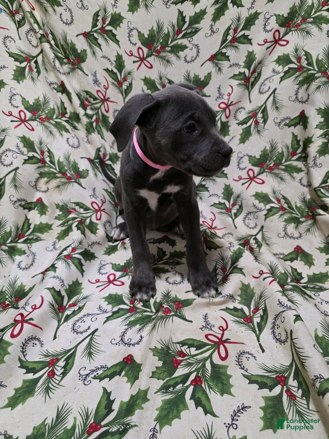 Mixed Breed dogs for sale: Athena - Ad 1