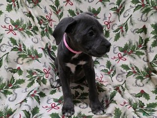 Mixed Breed dogs Athena - Ad 40