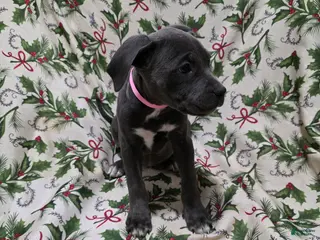 Mixed Breed dogs Athena - Ad 40