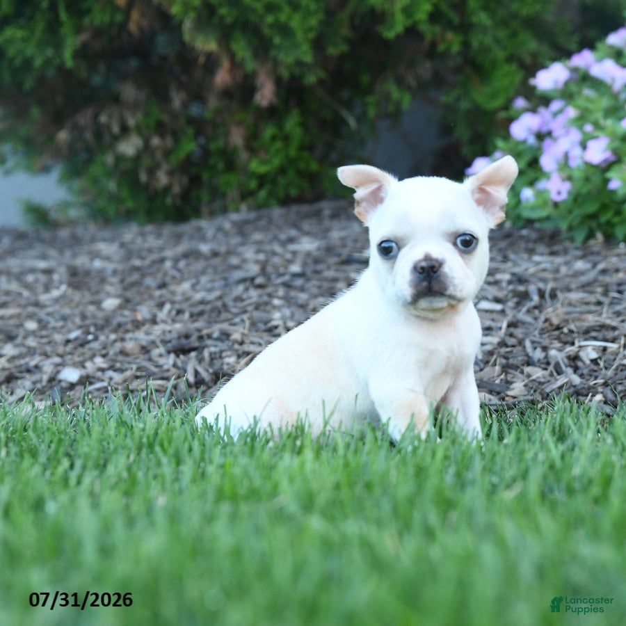 Boston Terrier dogs Lurvey - Ad 1