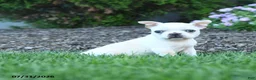 Boston Terrier dogs for sale: Lurvey - Ad 1