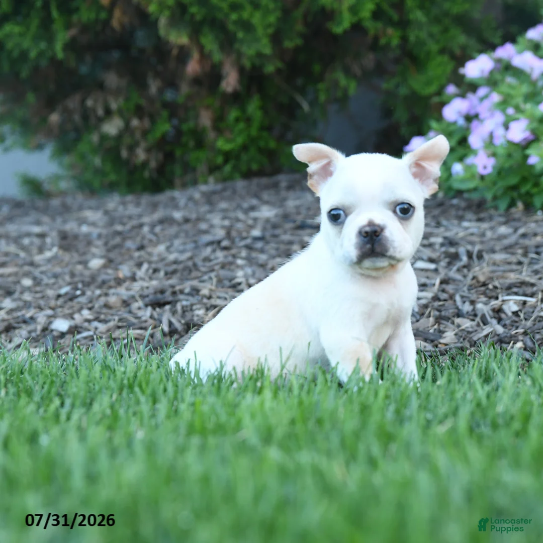 Boston Terrier dogs for sale: Lurvey - Ad 1