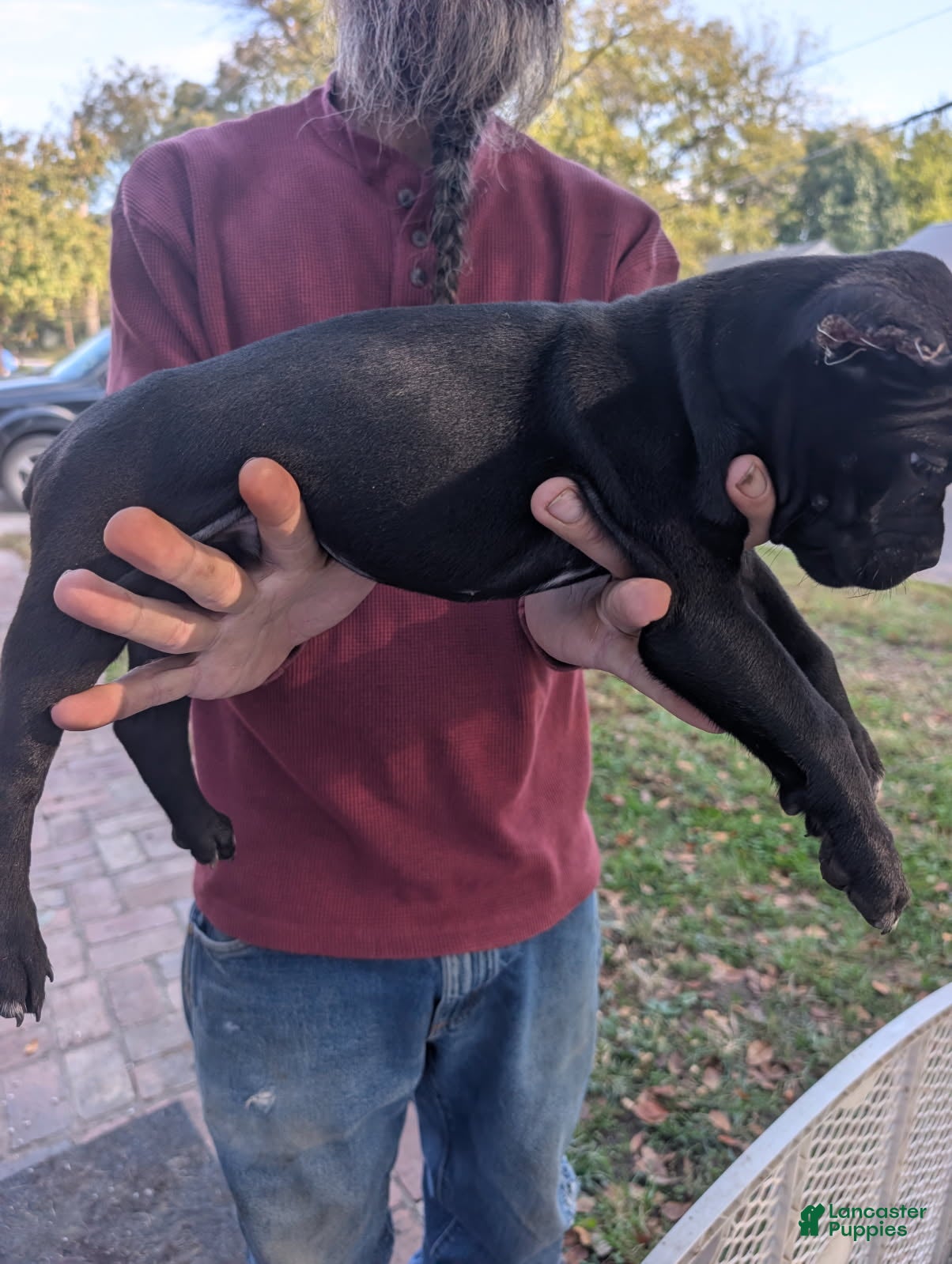 Cane Corso dogs for sale: Loki - Black Cane Corso - Ad 2