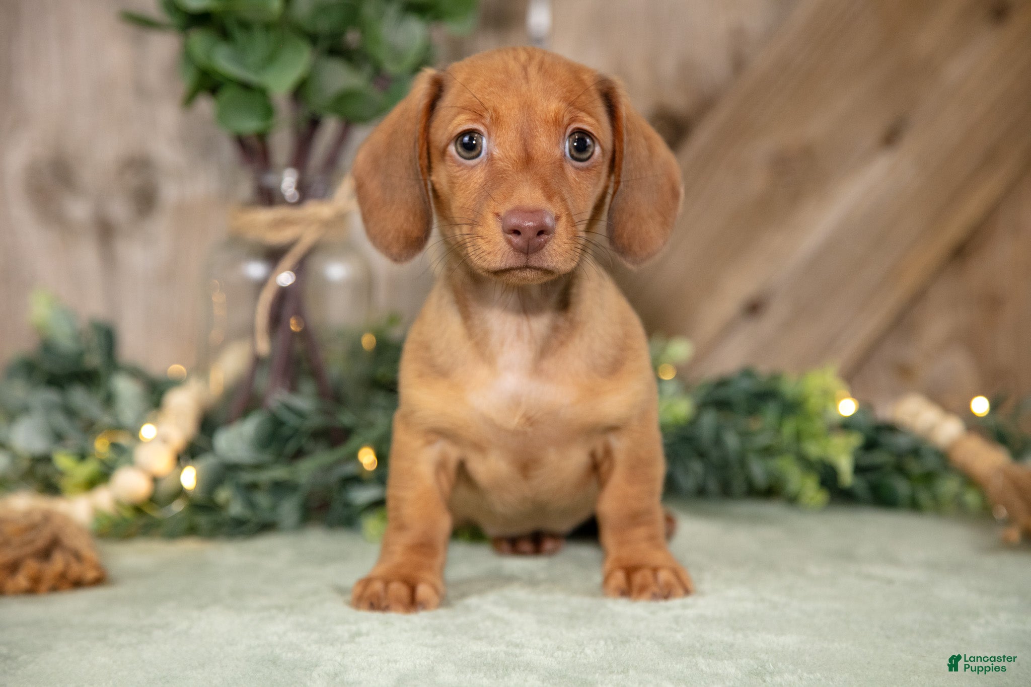 Miniature Dachshund dogs Anella - Ad 2