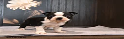 Boston Terrier dogs for sale: Paddington - Ad 3
