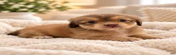 Pomchi dogs for sale: Belle  - Ad 3