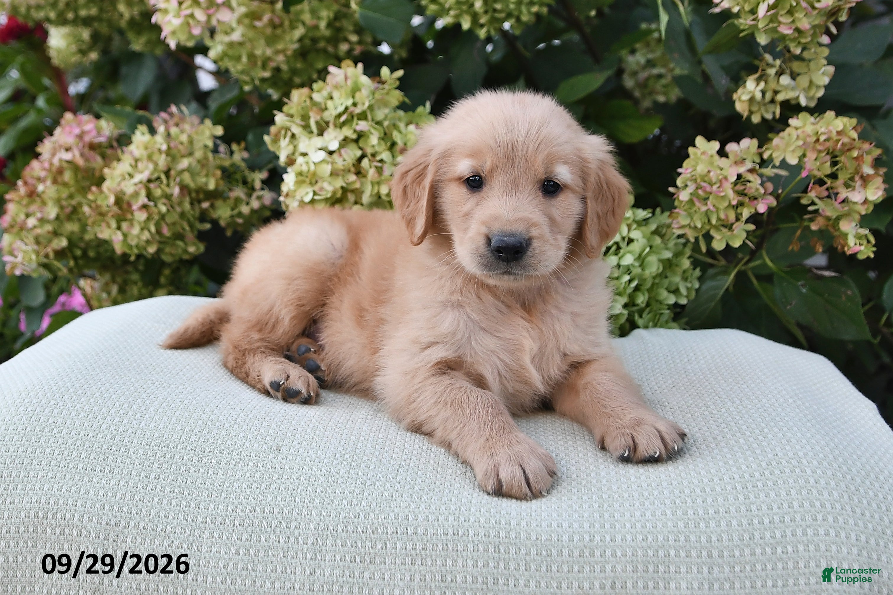 Golden Retriever dogs Tobias - Ad 1