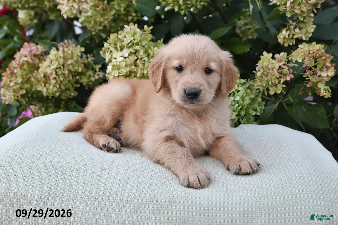 Golden Retriever dogs for sale: Tobias - Ad 1