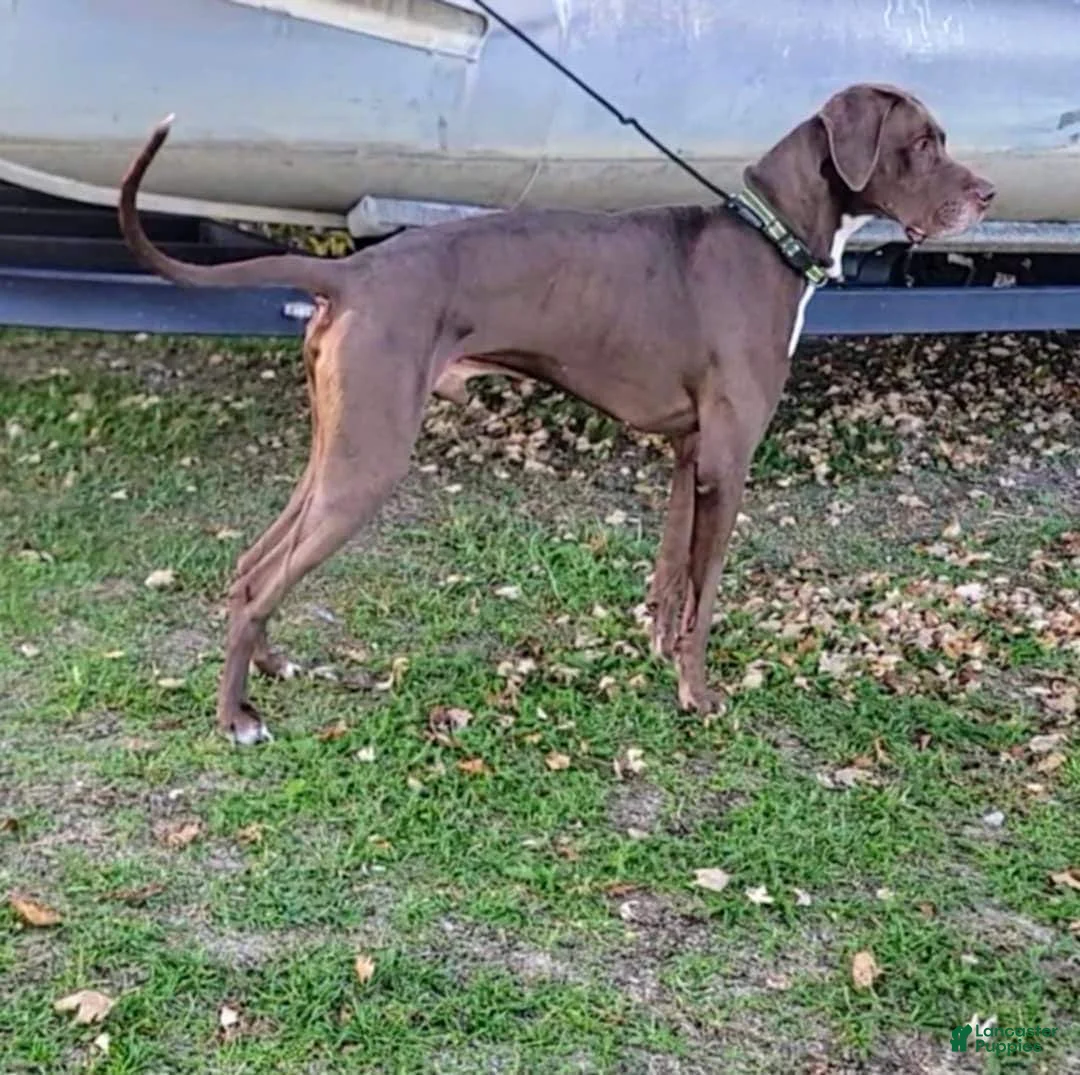 Great Dane dogs for sale: Great Dane Puppy 1 - Ad 8