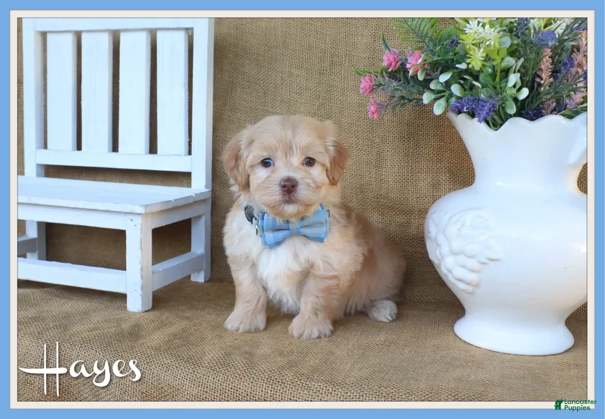 Havanese dogs Hayes - Ad 1