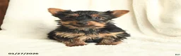 Yorkshire Terrier dogs for sale: Taffy - Ad 2