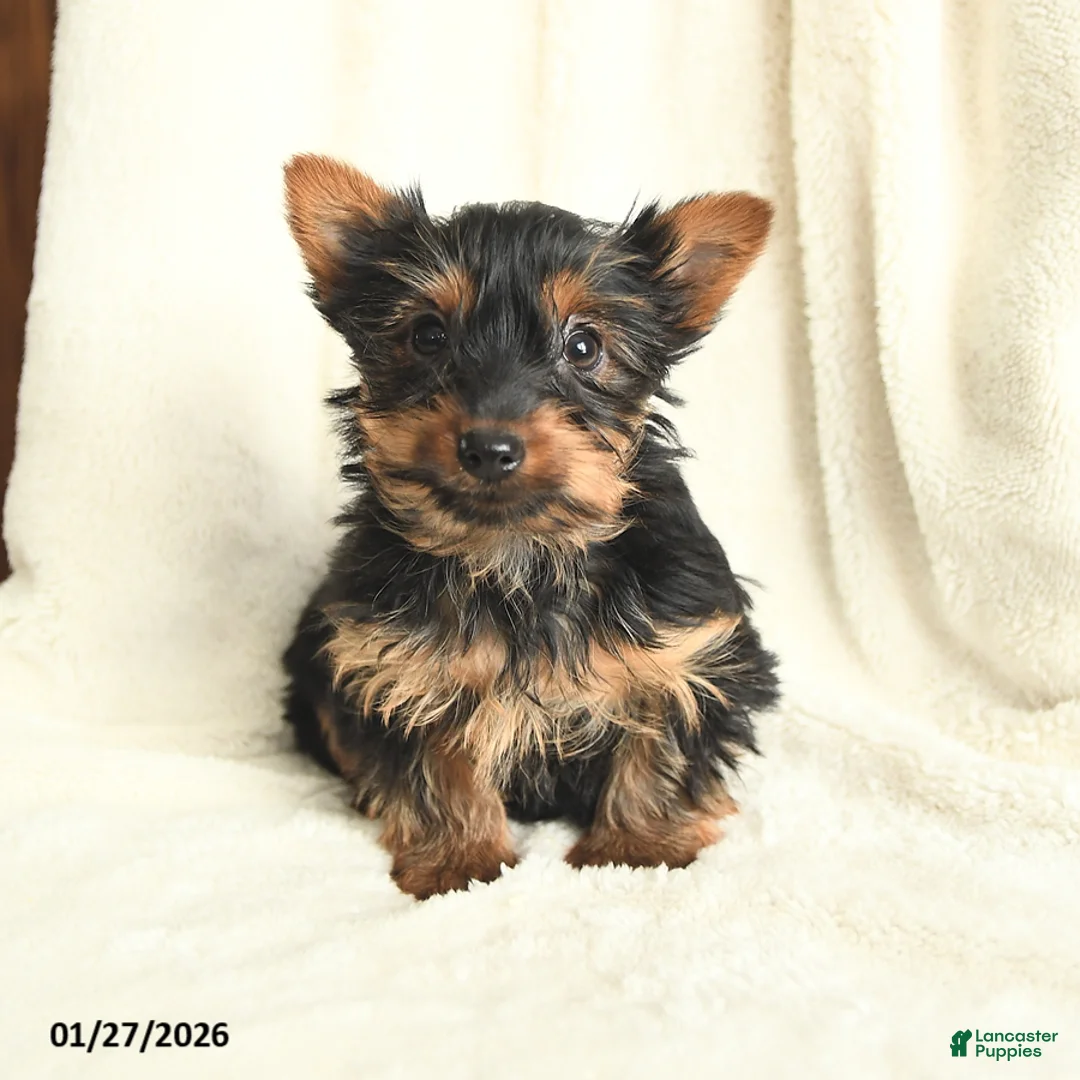 Yorkshire Terrier dogs for sale: Taffy - Ad 2