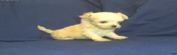 Maltipoo dogs for sale: Polly (teacup) - in home raised, no-shed, great for apartments - Ad 5
