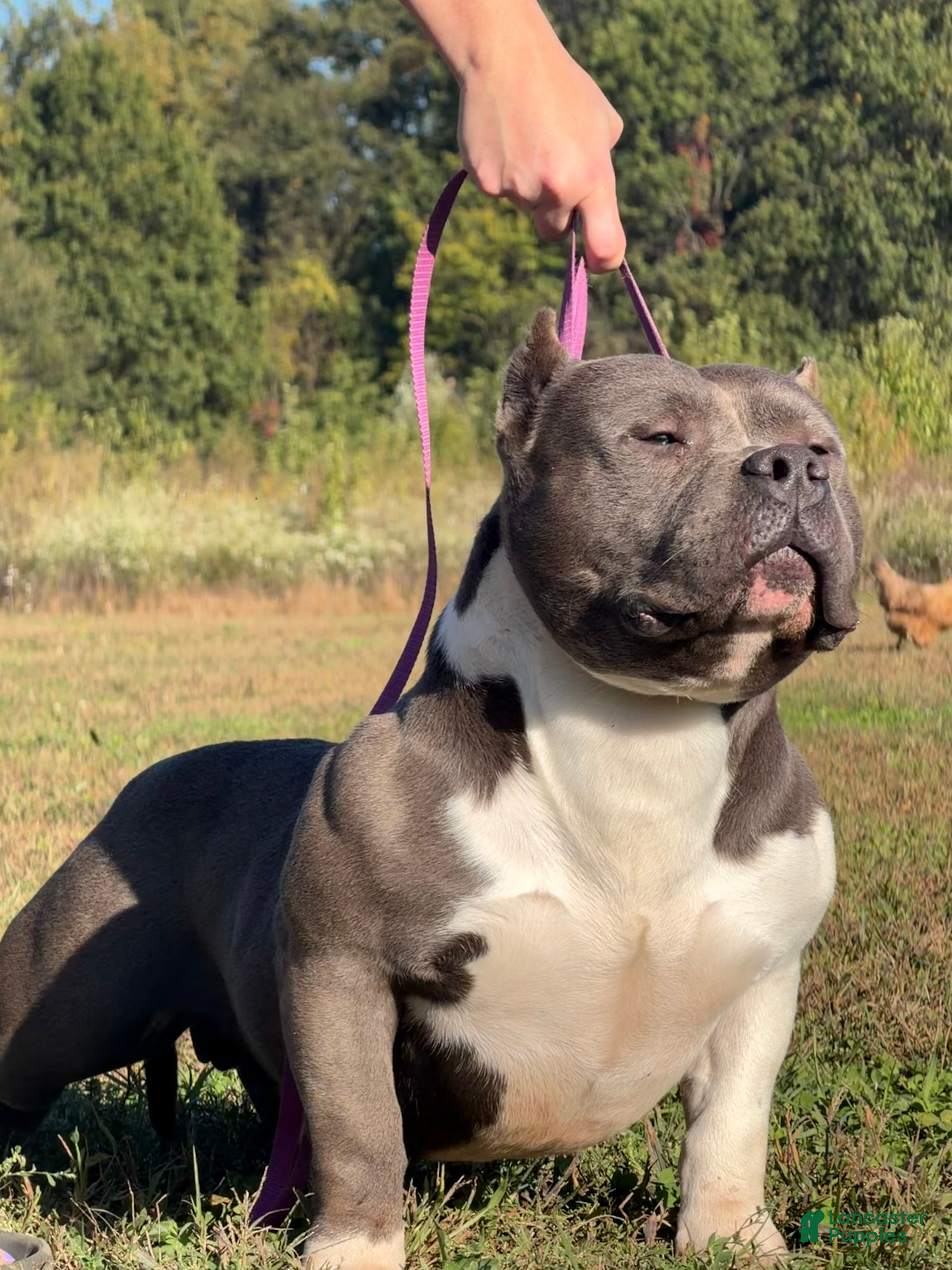 American Bully dogs for sale: Jenson - Ad 42