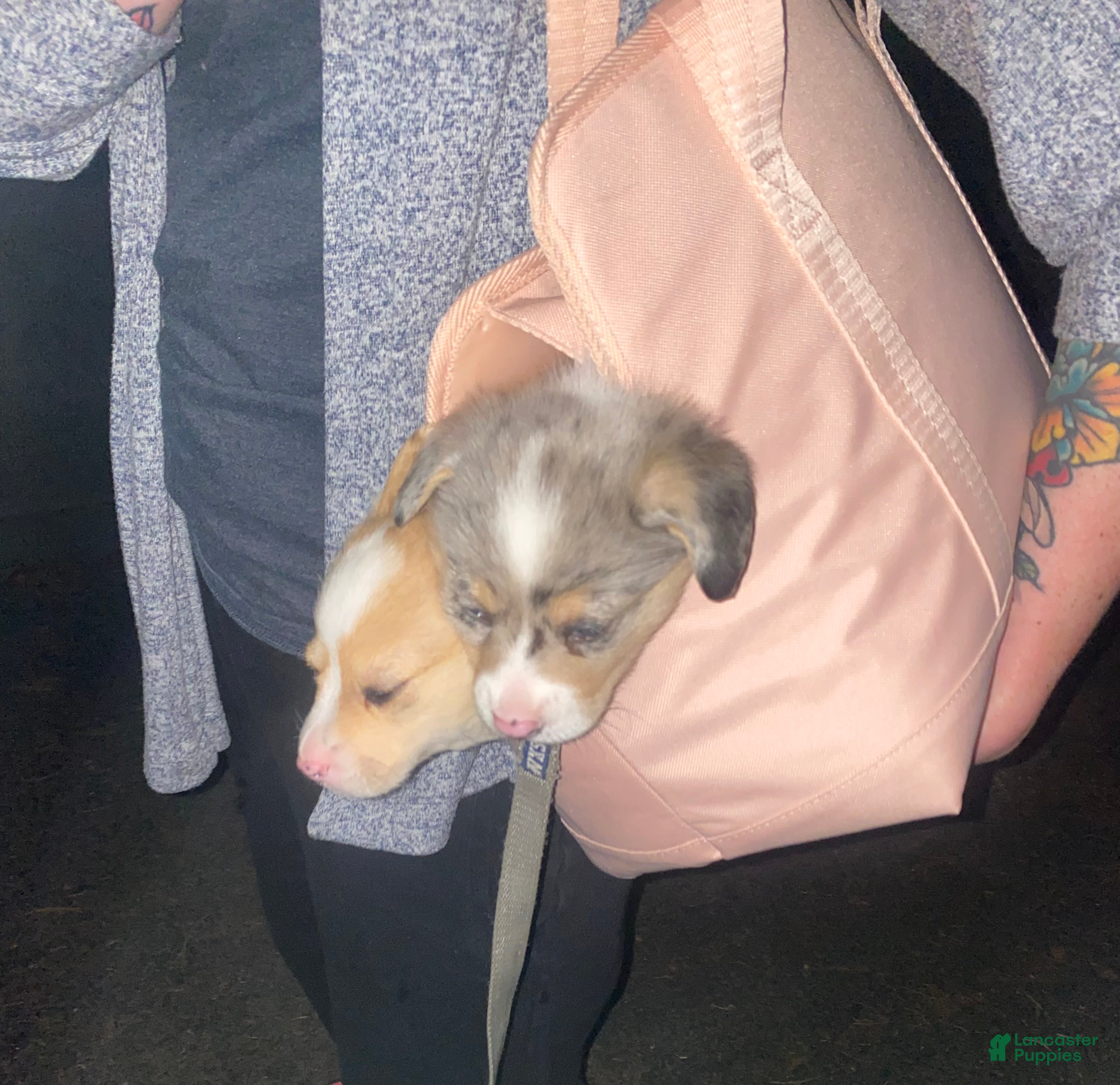 Welsh Corgi Pembroke dogs Welsh Corgi Pembroke 1 - Ad 2