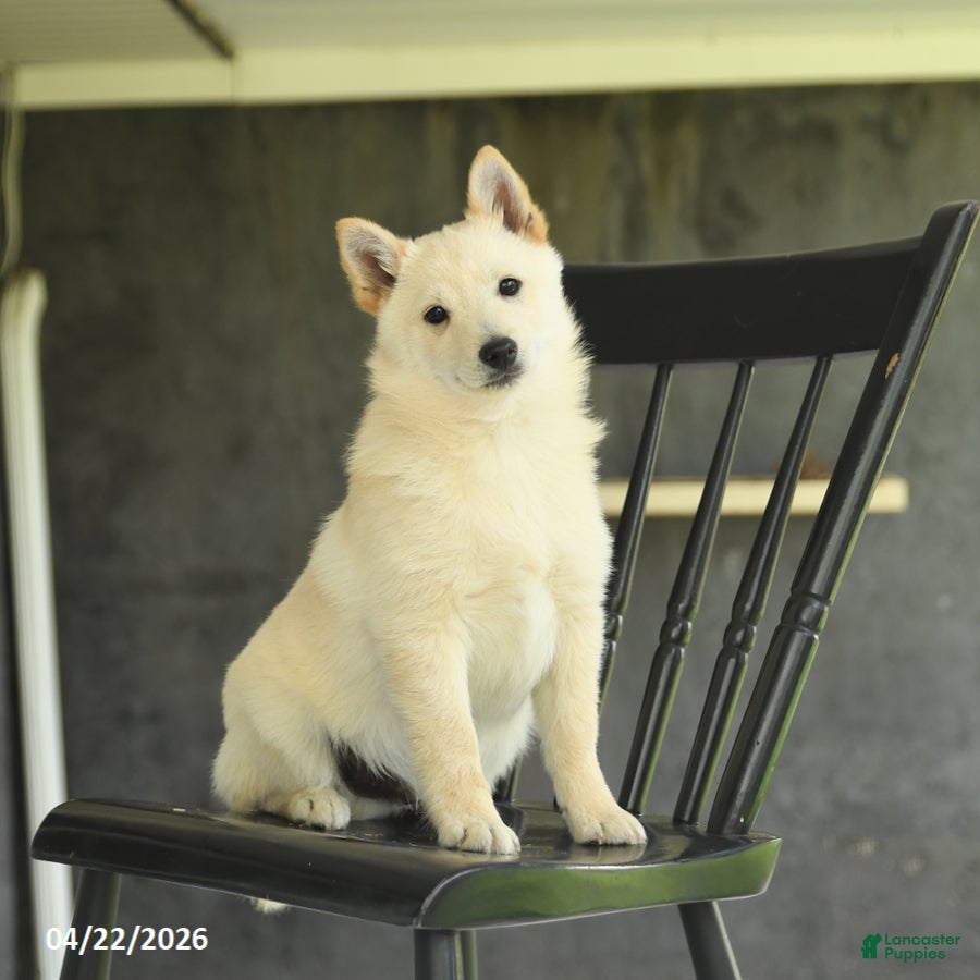 Schipperke dogs Flicker - Ad 1