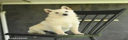 Schipperke dogs for sale: Flicker - Ad 1