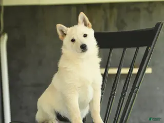 Schipperke dogs for sale: Flicker - Ad 4