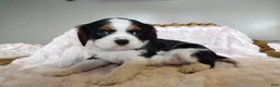 Cavalier King Charles Spaniel dogs for sale: Daisy  - Ad 1