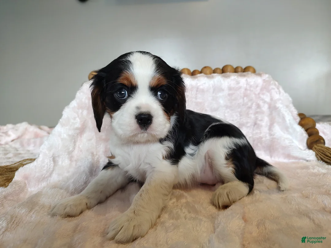 Cavalier King Charles Spaniel dogs for sale: Daisy  - Ad 1