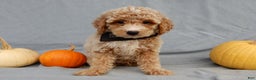 Mini Goldendoodle dogs for sale: Ollie - Ad 3