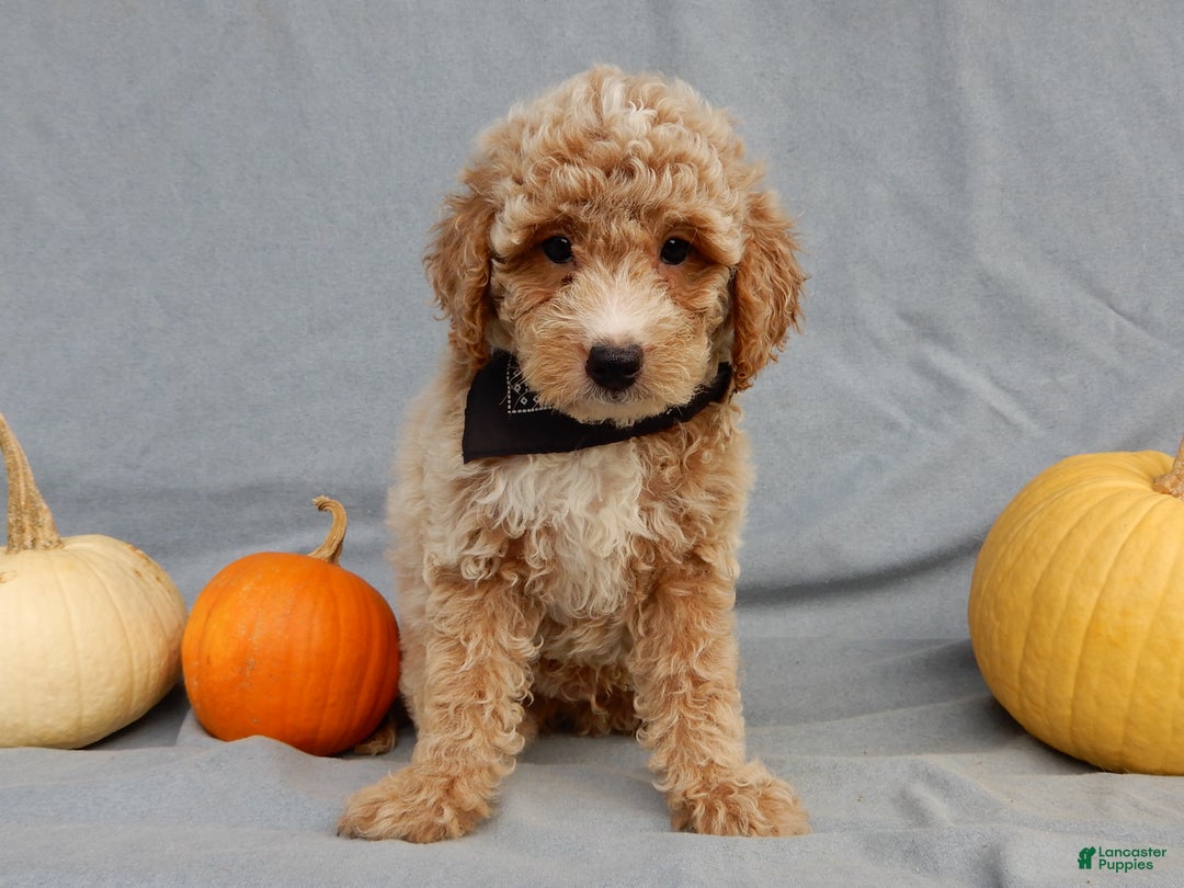 Mini Goldendoodle dogs for sale: Ollie - Ad 3