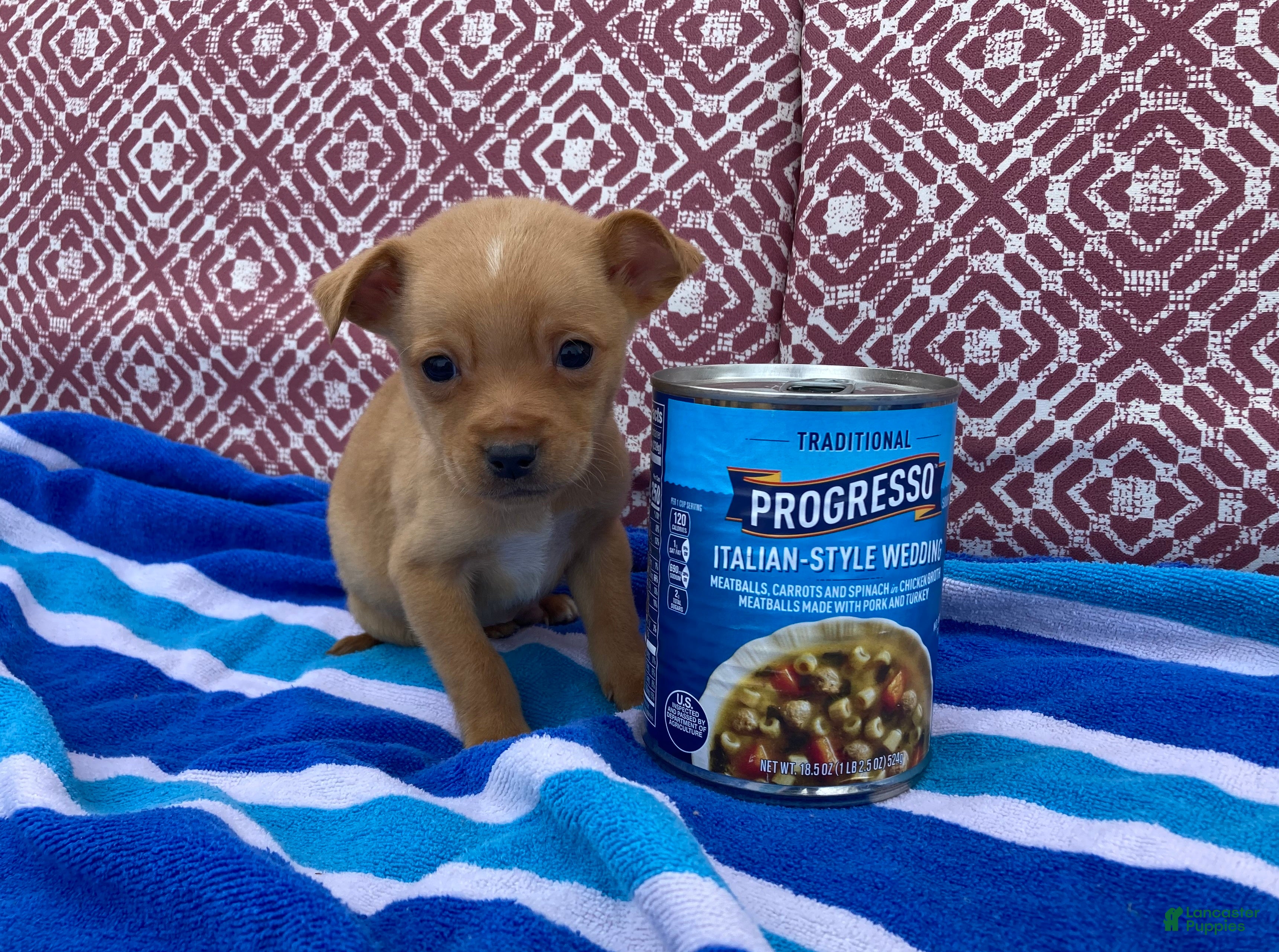 Chihuahua dogs Quincy - Ad 2