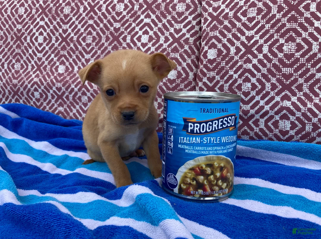 Chihuahua dogs for sale: Quincy - Ad 2