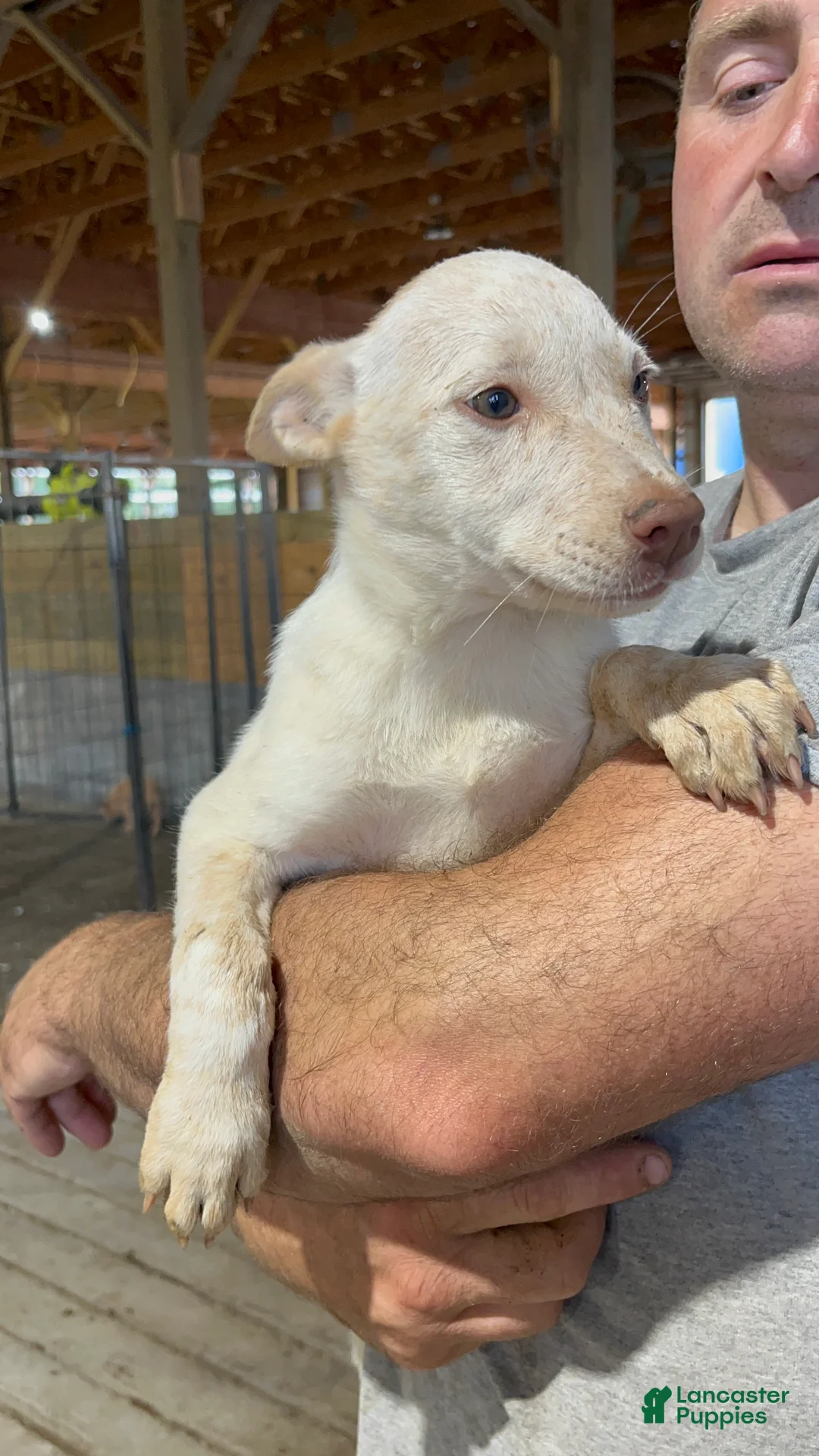 Australian Cattle Dog dogs for sale: Aubrey - Ad 2