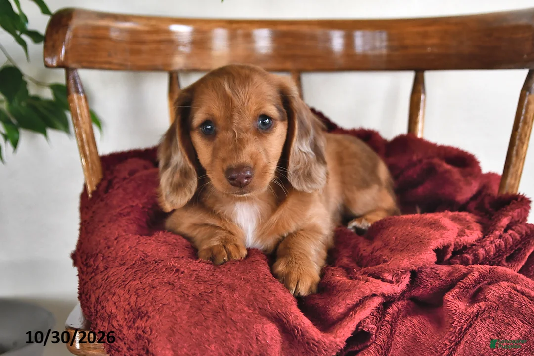 Miniature Dachshund dogs for sale: Iris - Ad 1