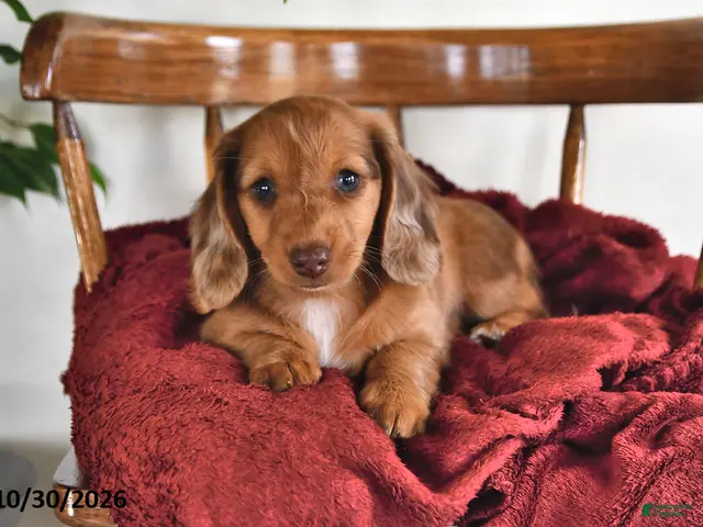 Miniature Dachshund dogs for sale: Iris - Ad 1