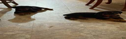 Rottweiler dogs for sale: Rottweiler 1 - Ad 8