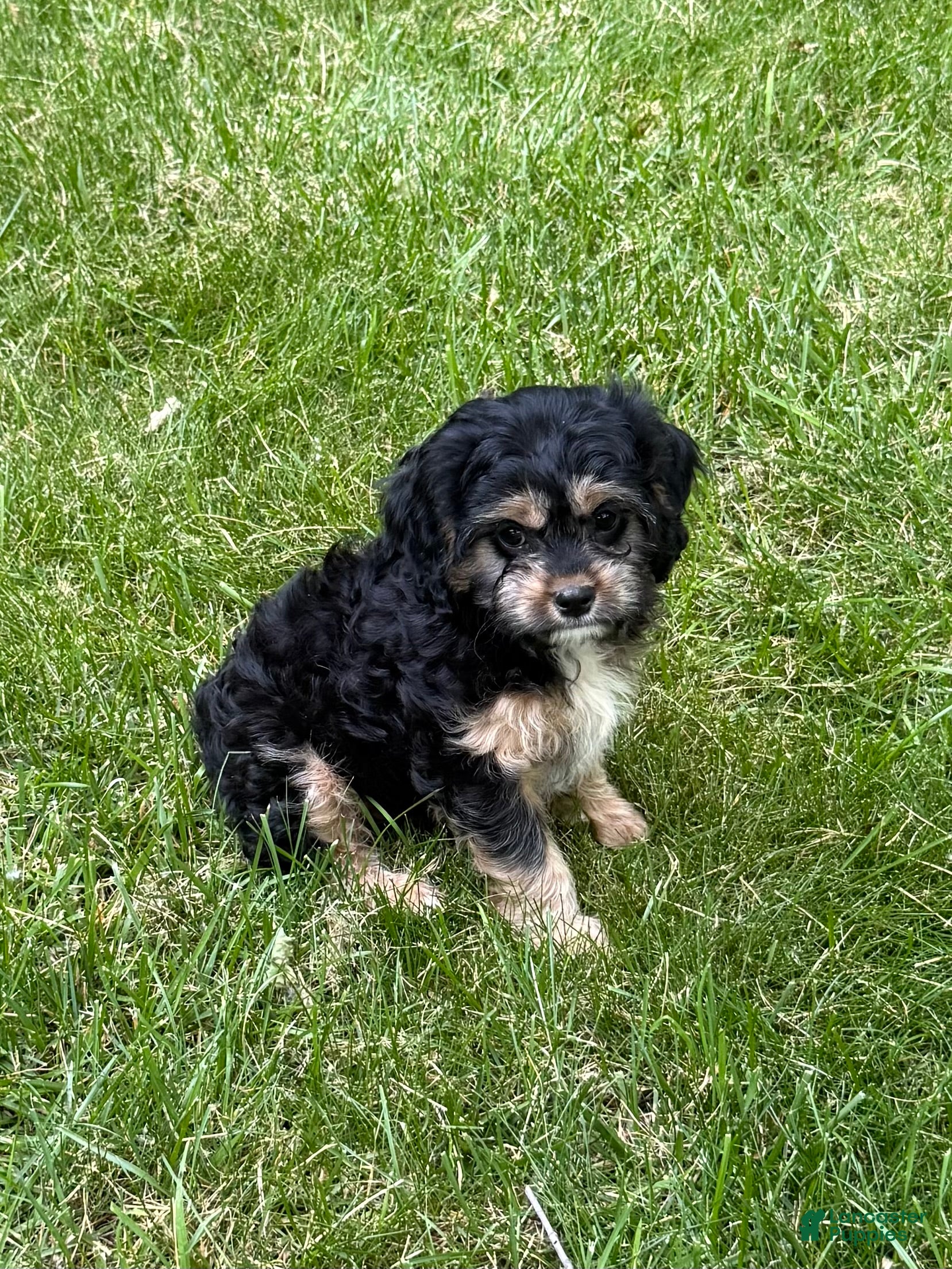 Cavapoo dogs Ace - Ad 1