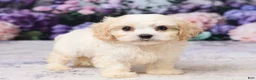 Cavachon dogs for sale: Ava - Ad 4