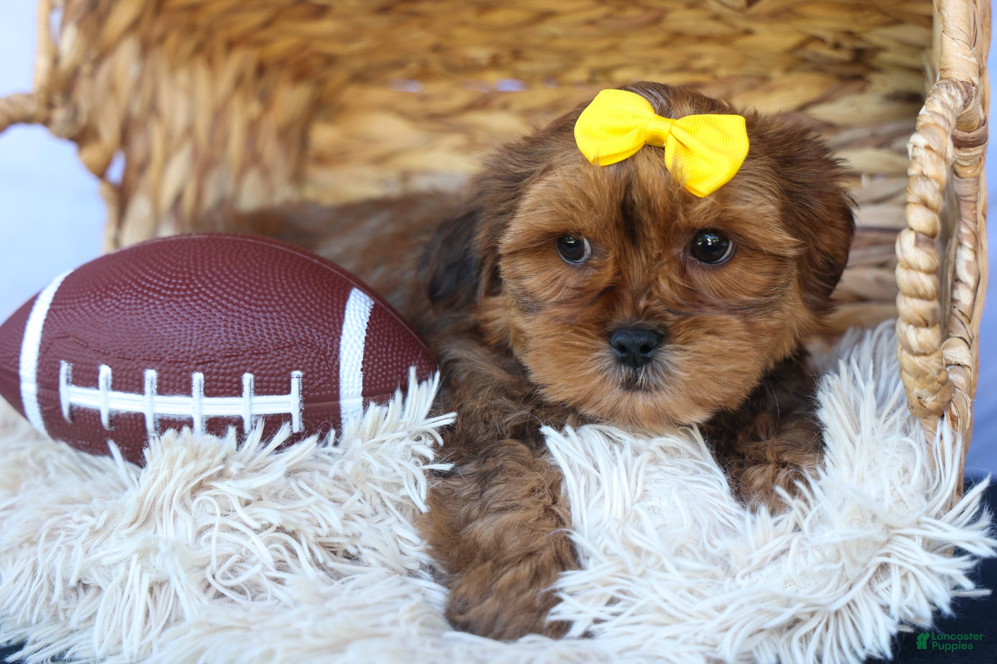 Shorkie dogs RANDY - Ad 2