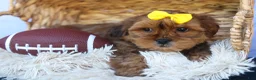 Shorkie dogs for sale: RANDY - Ad 14