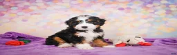 Mini Bernedoodle dogs for sale: Shadow - Ad 5