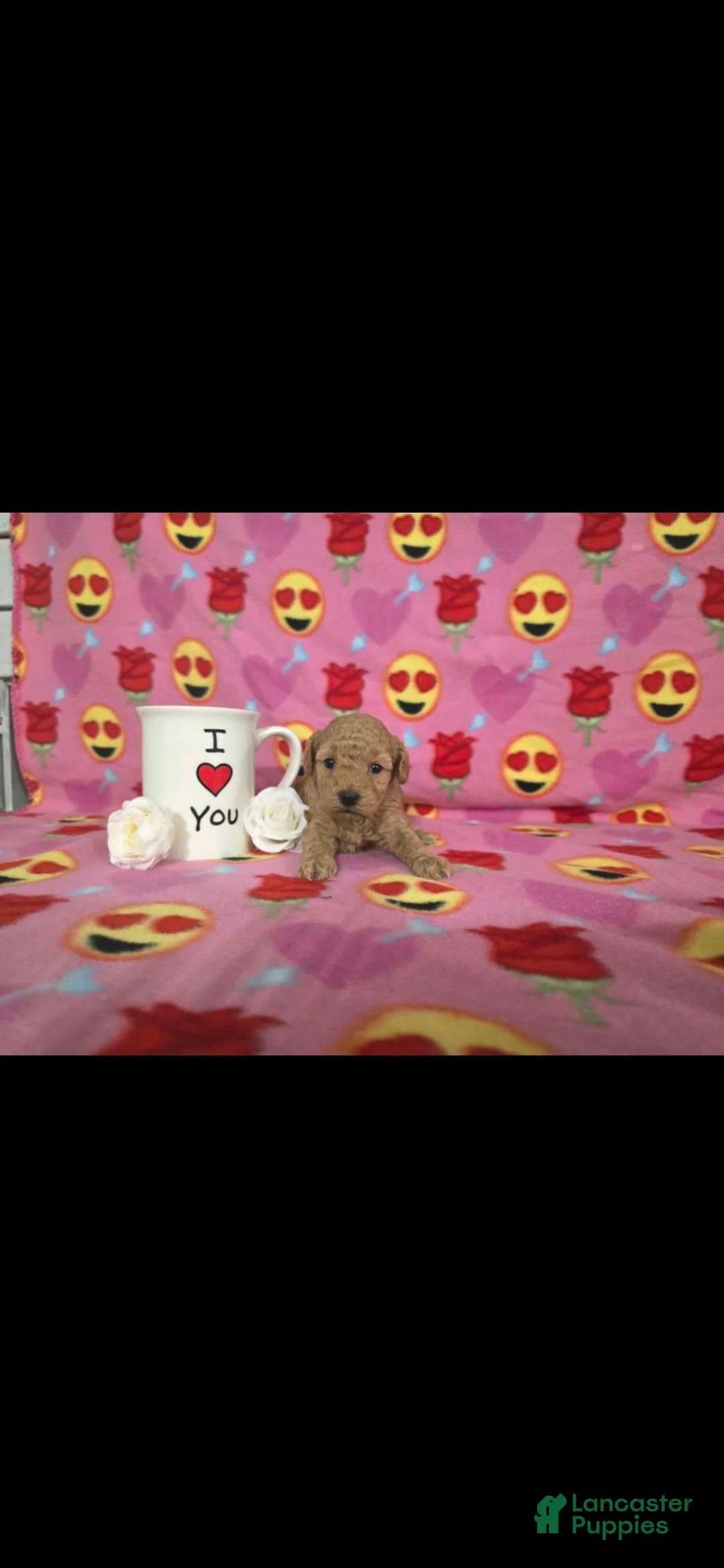Toy Poodle dogs for sale: Toy Poodle Puppy 1 - Ad 4