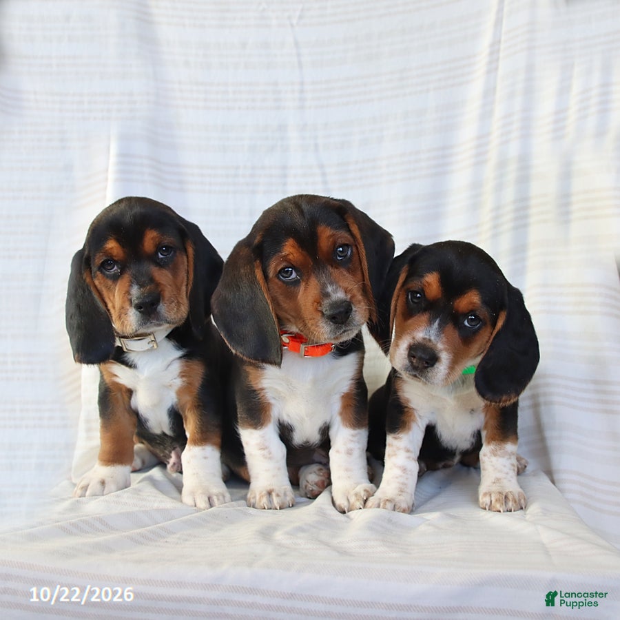 Beagle dogs for sale: Archer - Ad 2