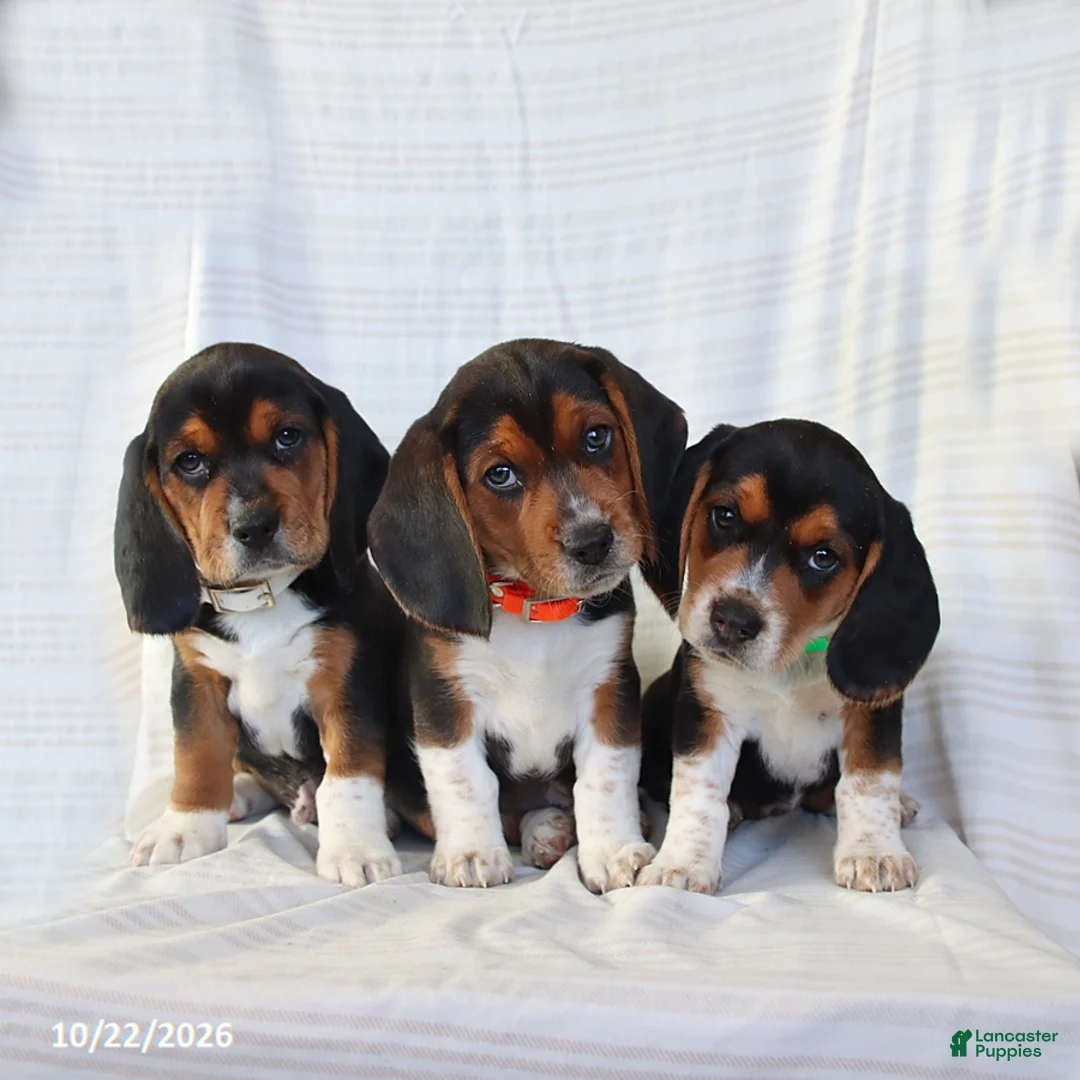 Beagle dogs for sale: Archer - Ad 2