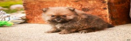 Pomeranian dogs for sale: Peyton - Ad 7