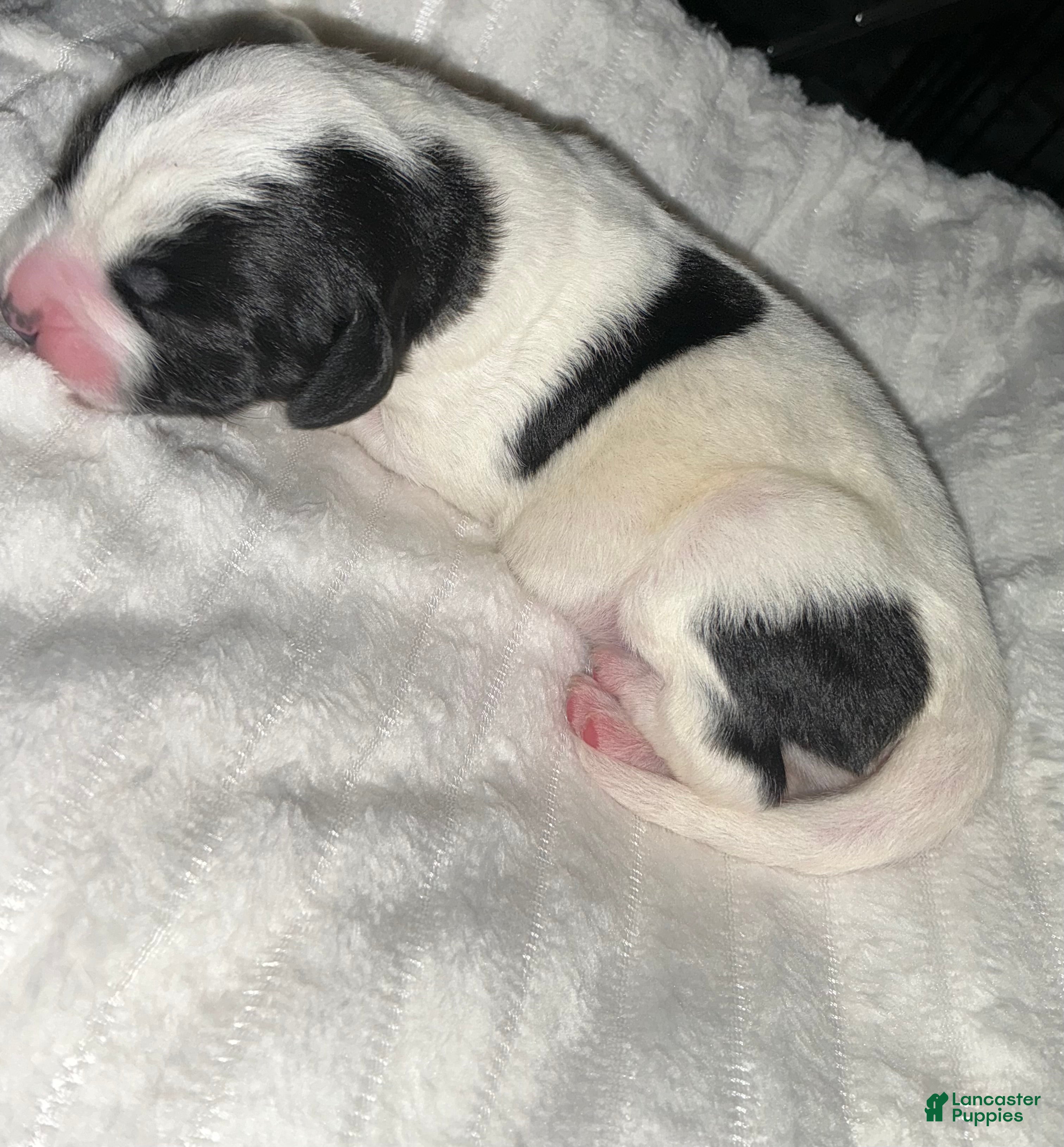 Bernedoodle dogs Panda - Ad 38