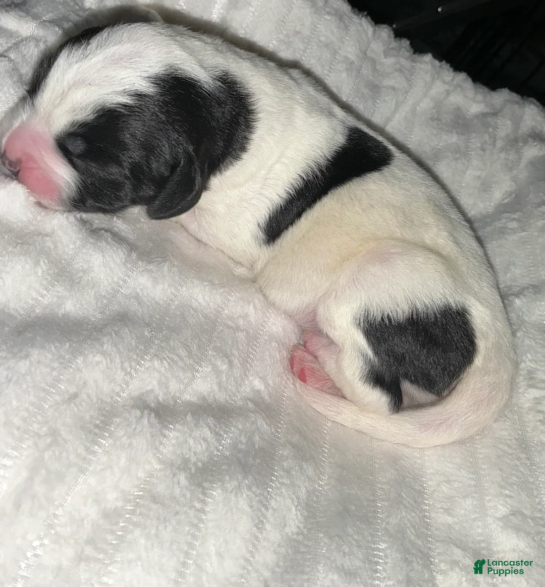 Bernedoodle dogs for sale: Panda - Ad 1