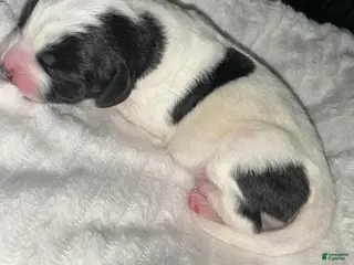 Bernedoodle dogs Panda - Ad 32