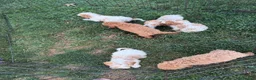 Miniature Poodle dogs for sale: Miniature Poodle 3 - Ad 5